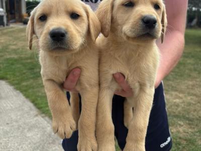 Labrador pups for sale