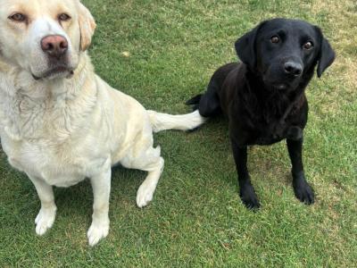 Labrador pups for sale