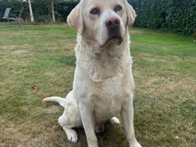 Labrador pups for sale