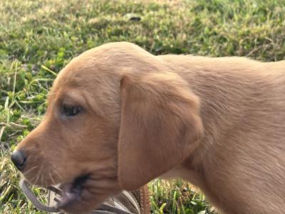Fox Red Labradors in Dublin