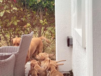 Fox Red Labradors in Dublin