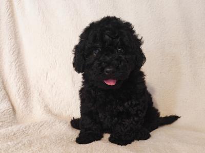 2 beautiful Mini Poodle puppies
