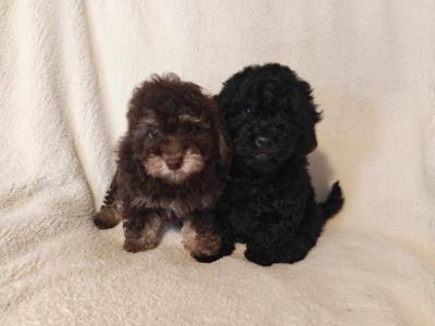 2 beautiful Mini Poodle puppies