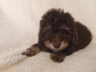 2 beautiful Mini Poodle puppies