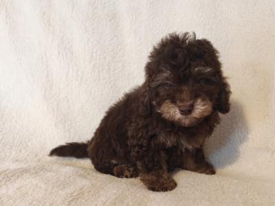 2 beautiful Mini Poodle puppies