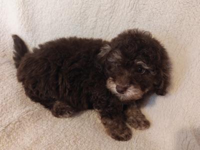 2 beautiful Mini Poodle puppies