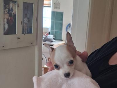 Purebred male Chihuahua puppy in Limerick