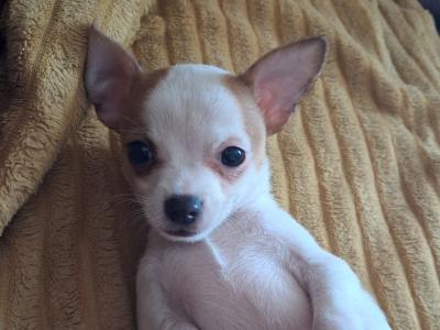Purebred male Chihuahua puppy in Limerick