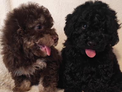 2 beautiful Mini Poodle puppies