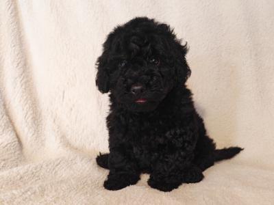 2 beautiful Mini Poodle puppies
