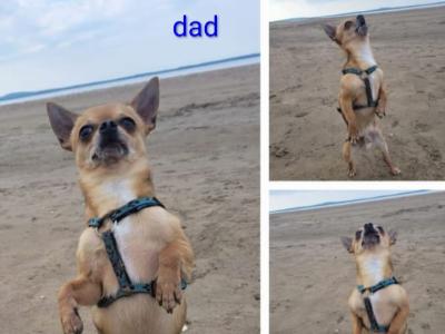 Purebred male Chihuahua puppy in Limerick
