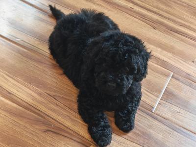 2 beautiful Mini Poodle puppies