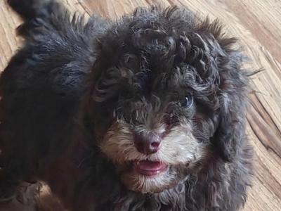 2 beautiful Mini Poodle puppies