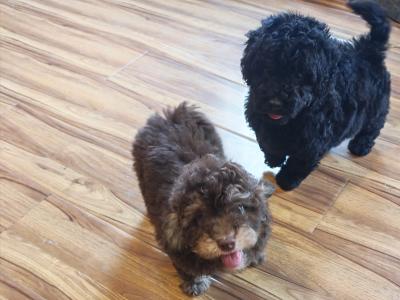 2 beautiful Mini Poodle puppies