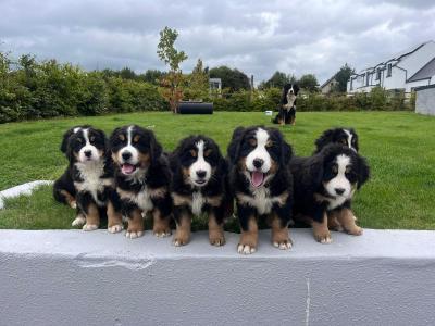 IKC Registered Bernese Mountain Dog for stud in Kilkenny