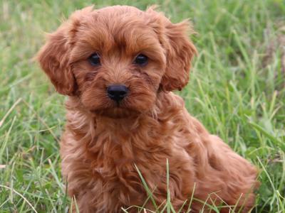 Beautiful & Friendly Cavapoo puppies in Wexford