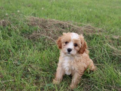Beautiful & Friendly Cavapoo puppies in Wexford