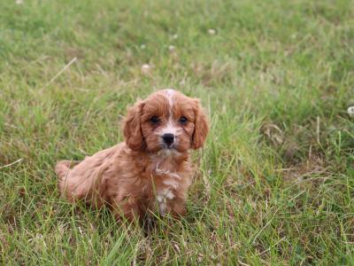 Beautiful & Friendly Cavapoo puppies in Wexford