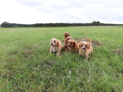 Beautiful & Friendly Cavapoo puppies in Wexford