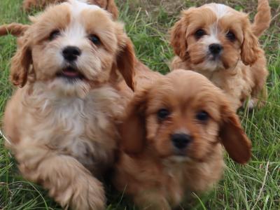Beautiful & Friendly Cavapoo puppies in Wexford