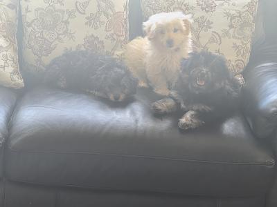 Beautiful Poochon x Pomeranian puppies Small Breed in Clare