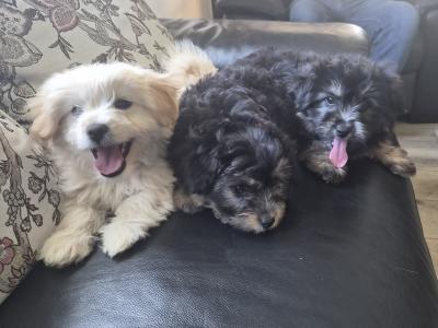 Beautiful Poochon x Pomeranian puppies Small Breed in Clare