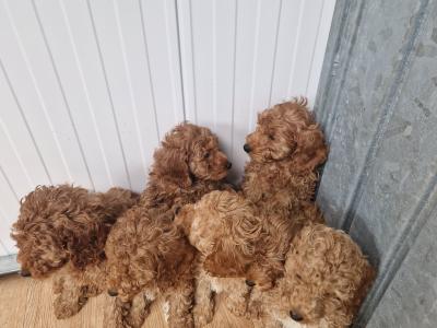 7 gorgeous Cockapoo puppies for sale in Wexford
