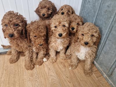 7 gorgeous Cockapoo puppies for sale in Wexford