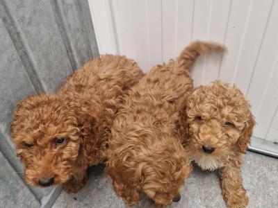 7 gorgeous Cockapoo puppies for sale in Wexford