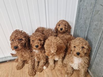 7 gorgeous Cockapoo puppies for sale in Wexford