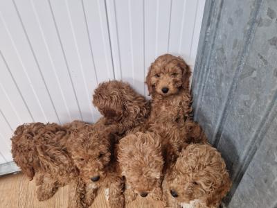 7 gorgeous Cockapoo puppies for sale in Wexford