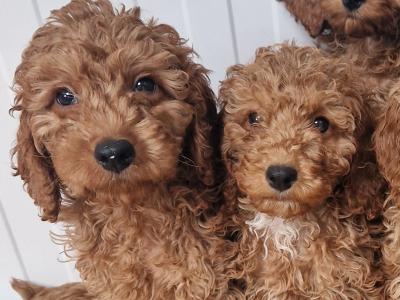 7 gorgeous Cockapoo puppies for sale in Wexford