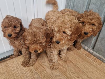 7 gorgeous Cockapoo puppies for sale in Wexford