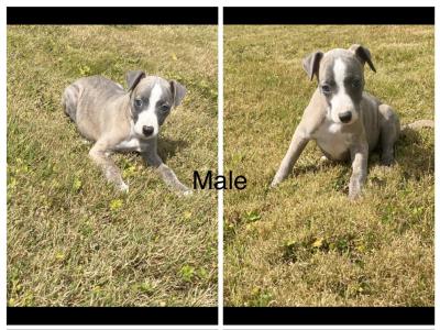 Stunning Whippet puppies for sale in Wexford