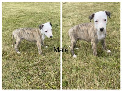 Stunning Whippet puppies for sale in Wexford
