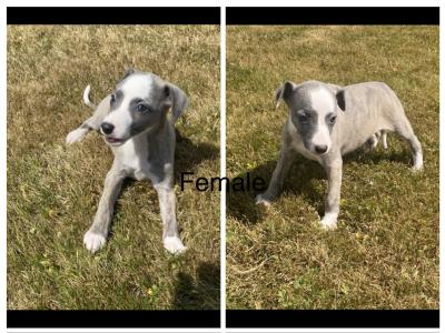 Stunning Whippet puppies for sale in Wexford