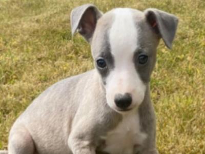 Stunning Whippet puppies for sale in Wexford