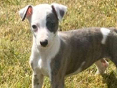 Stunning Whippet puppies for sale in Wexford