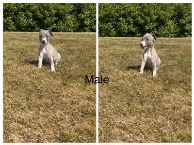 Stunning Whippet puppies for sale in Wexford