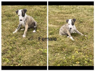 Stunning Whippet puppies for sale in Wexford