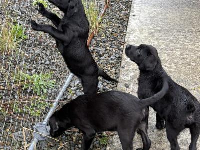 3 Labrador puppies in Donegal