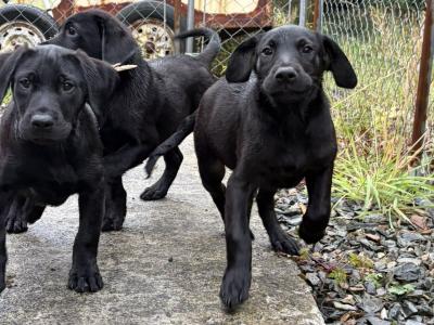 3 Labrador puppies in Donegal