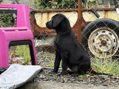 3 Labrador puppies in Donegal