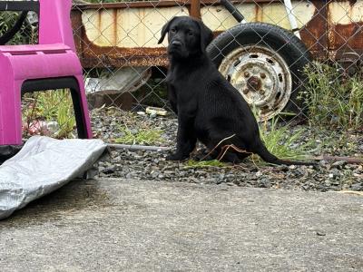 3 Labrador puppies in Donegal