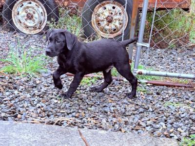 5 Labrador puppies in Donegal