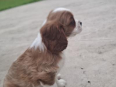 Classic Cavalier King Charles Spaniel puppies in Westmeath