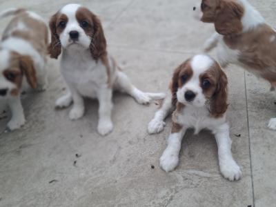 Classic Cavalier King Charles Spaniel puppies in Westmeath