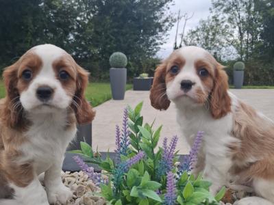 Classic Cavalier King Charles Spaniel puppies in Westmeath