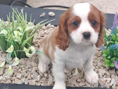 Classic Cavalier King Charles Spaniel puppies in Westmeath