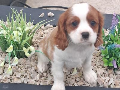 Classic Cavalier King Charles Spaniel puppies in Westmeath